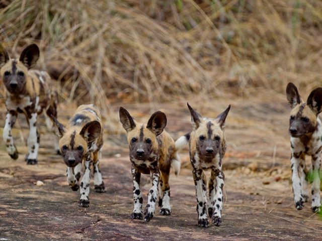 Selous Game Reserve