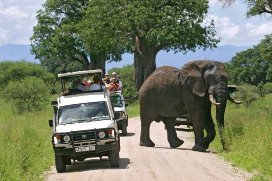 Tarangire Day Tour