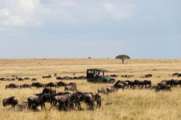 4 day safari Kenya Masai Mara