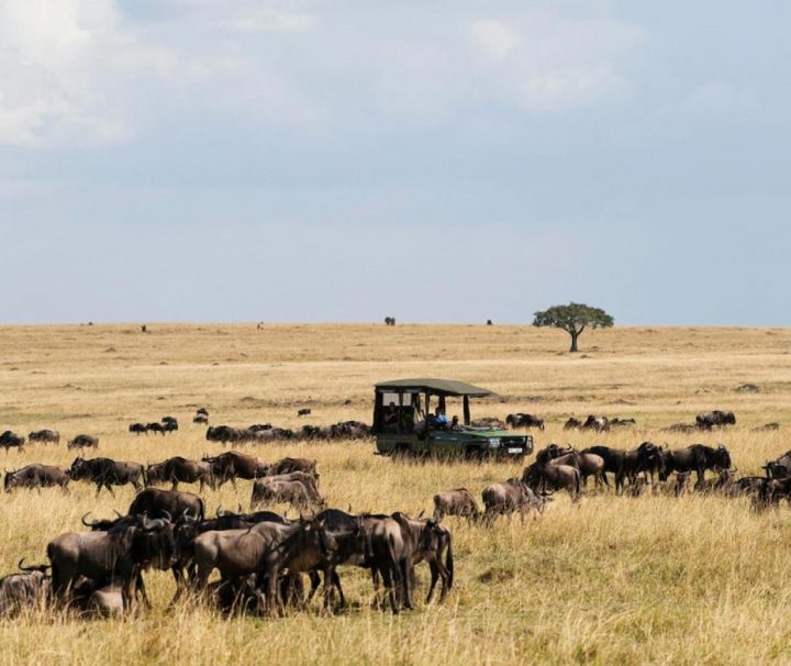 4 day safari Kenya Masai Mara