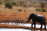 5 Day Mombasa safari wildlife