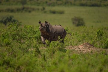 7 day safari Kenya