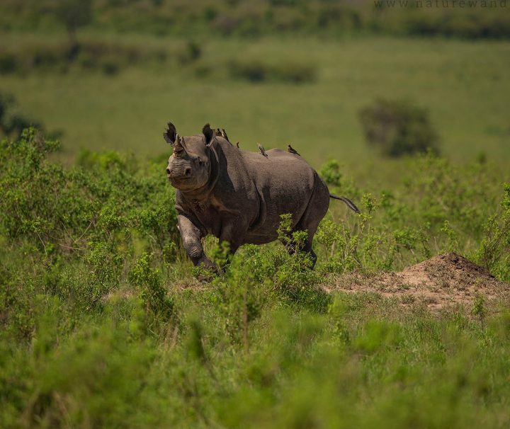 7 day safari Kenya