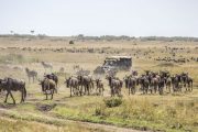 Kenya safari and beach 10 days