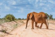 Salt Lick Lodge Wildlife