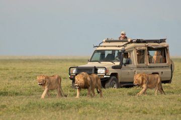 2-days Tanzania Lodge Safari Ngorongoro & Tarangire