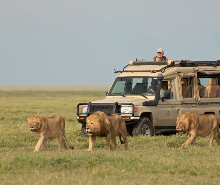 2-days Tanzania Lodge Safari Ngorongoro & Tarangire