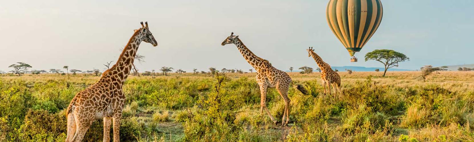 3 Days Tanzania Safari, Lake Manyara-Tarangire- Ngorongoro Crater