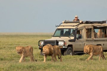 5-Day-Safari-Tanzania Five-Days Lodge Tanzania Safari African Safari and Tours