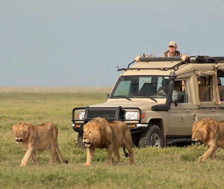 5-Day-Safari-Tanzania Five-Days Lodge Tanzania Safari African Safari and Tours