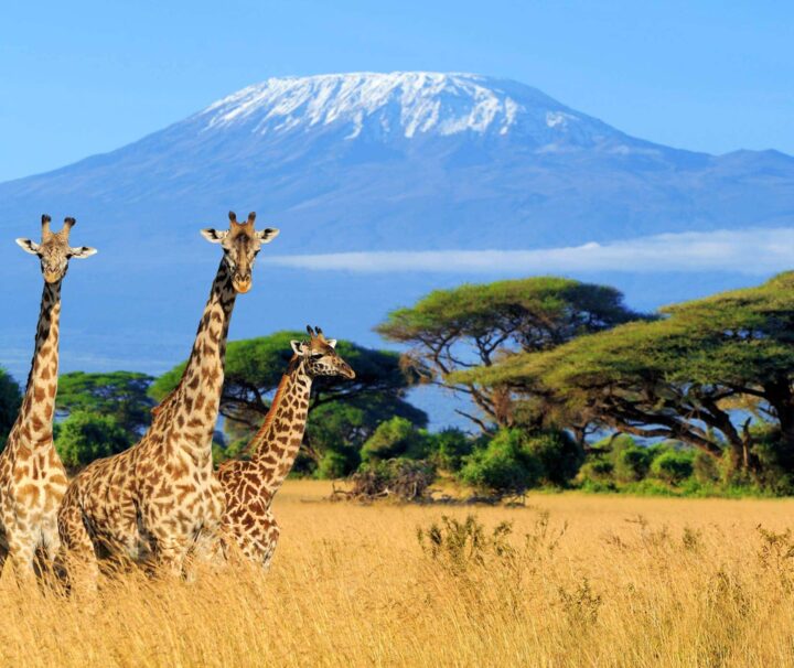 6 Days Kilimanjaro Machame Route