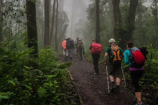 Day Trip Kilimanjaro Hike