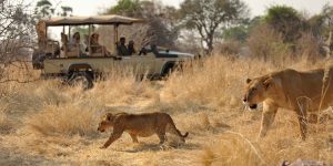 Ruaha National Park Safaris