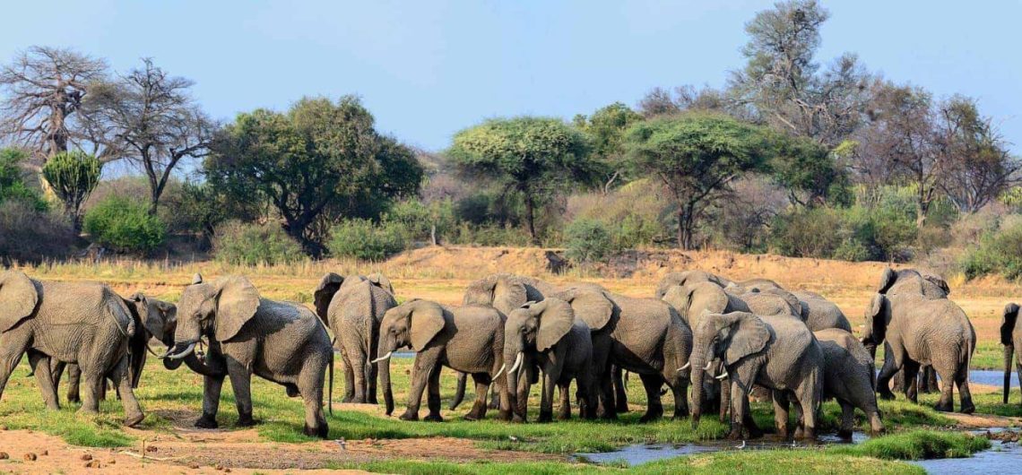 Ruaha National Park