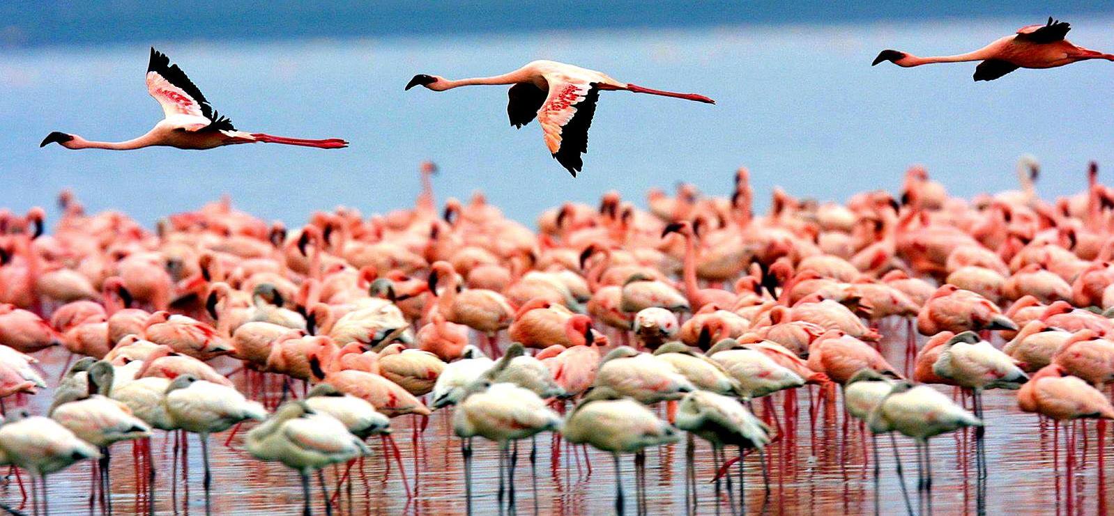 Lake Manyara National Park Day Trip