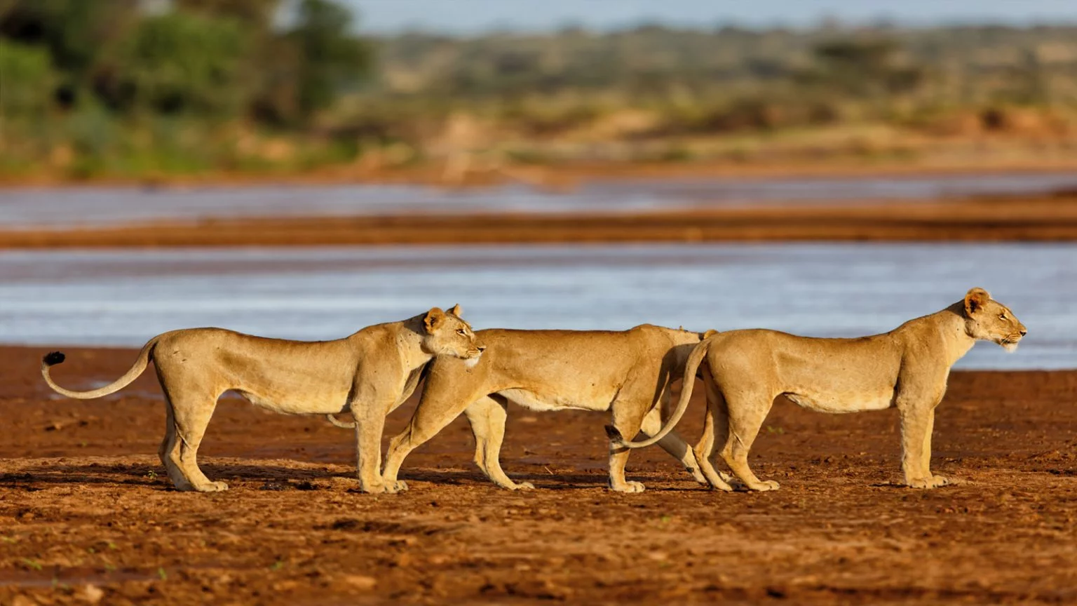 Day trip to Selous game reserve from Zanzibar