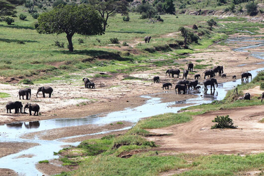 tarangire national park elephants in river ways african safaris