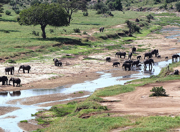 tarangire national park elephants in river ways african safaris