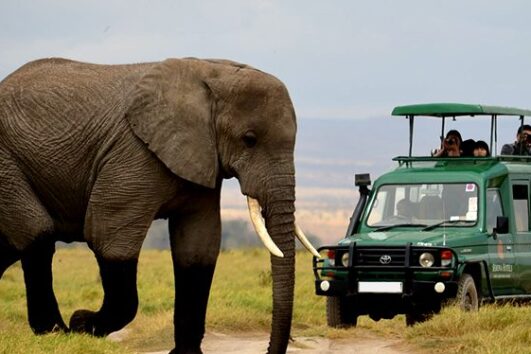 1 Day Akagera national park Big 5 & Big Cats safari