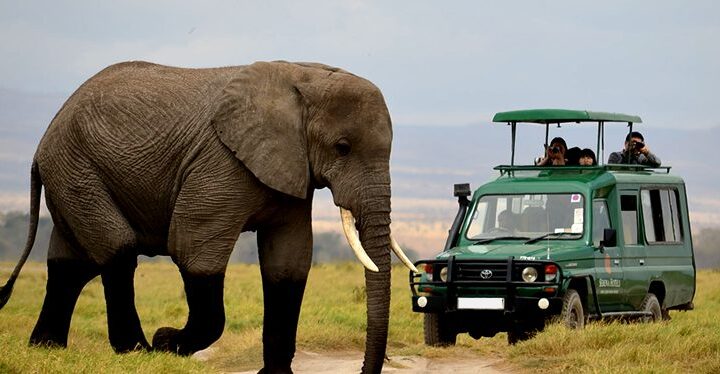 1 Day Akagera national park Big 5 & Big Cats safari