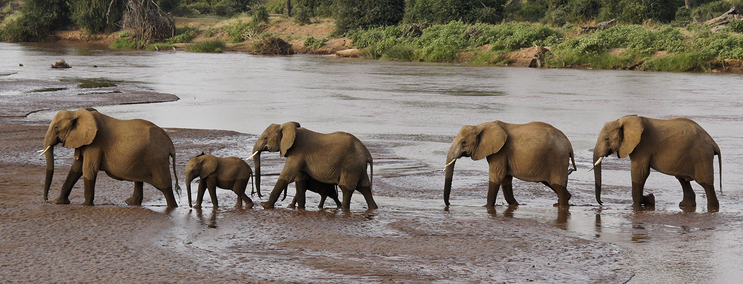 1 Day Baby Elephants And Giraffes Nairobi Tour