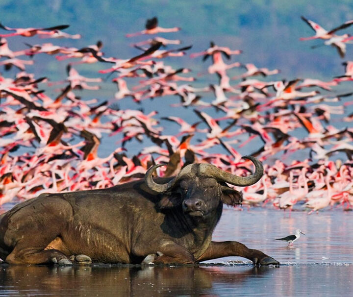 1 Day Lake Nakuru National Park from Nairobi