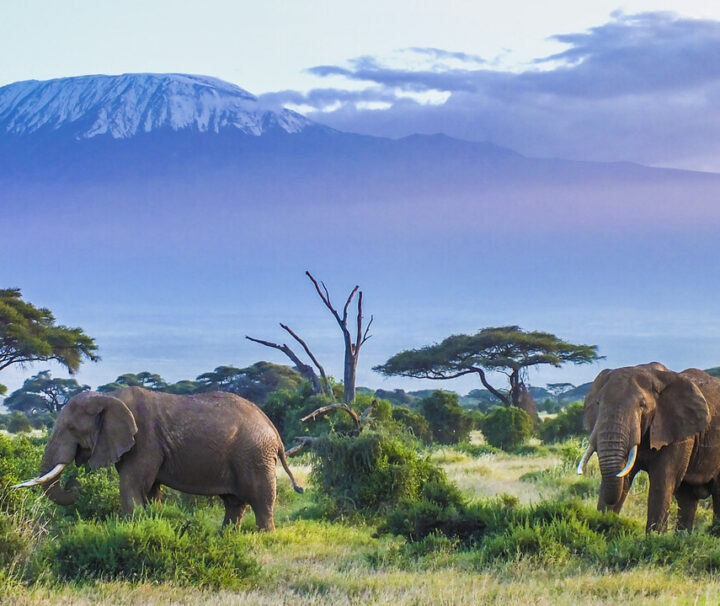 1 Day Trip To Amboseli National Park From Nairobi