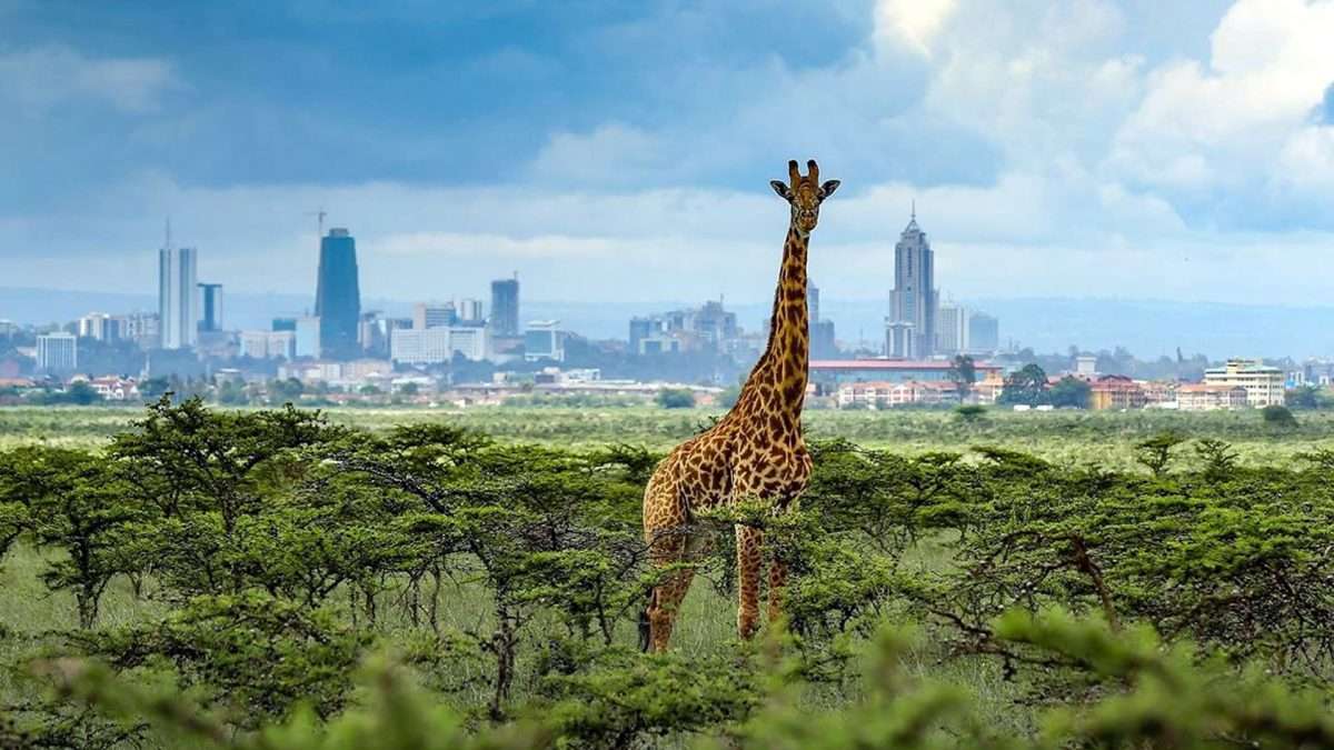 1 Day Trip To Amboseli National Park From Nairobi