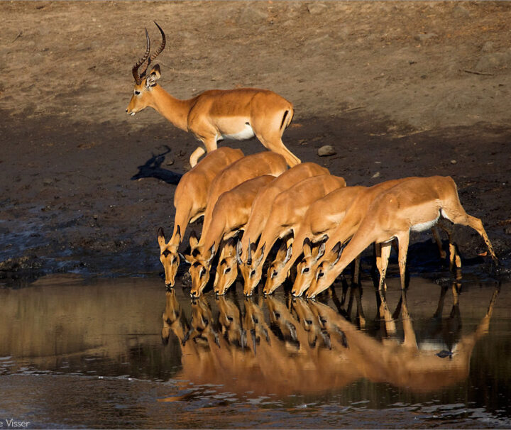 10 Days Best of Kenya Budget Safari