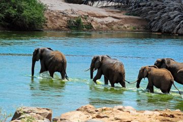 12 Days Tanzania Safari &-Zanzibar Beach Holidays