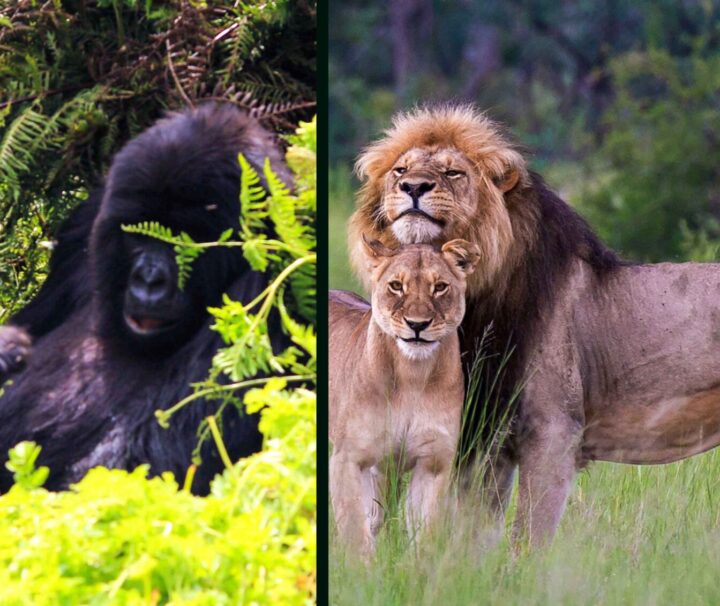 14 Days Rwanda Gorillas Serengeti Zanzibar Safari Ways African Safaris