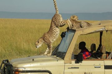 2 Days Fly In Masai Mara Safari Ways African Safaris