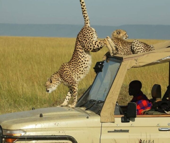 2 Days Fly In Masai Mara Safari Ways African Safaris