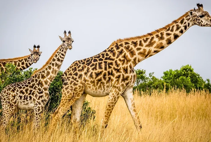 2 Days Murchison Falls Uganda Safari tour