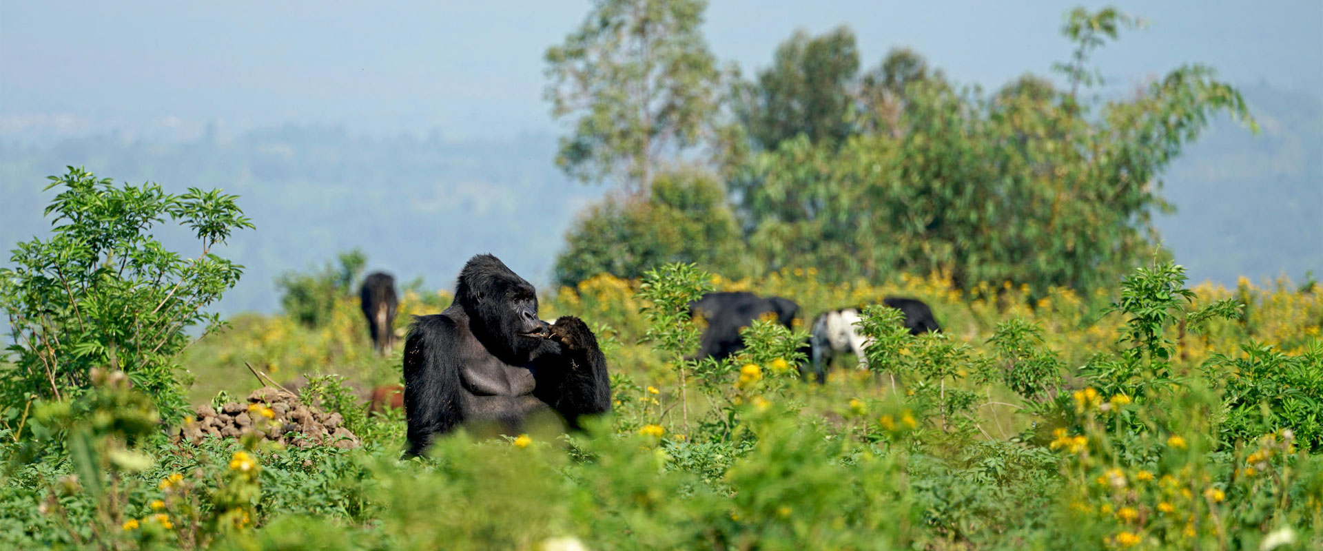 4 Days Uganda Gorilla Trekking Fly Tour