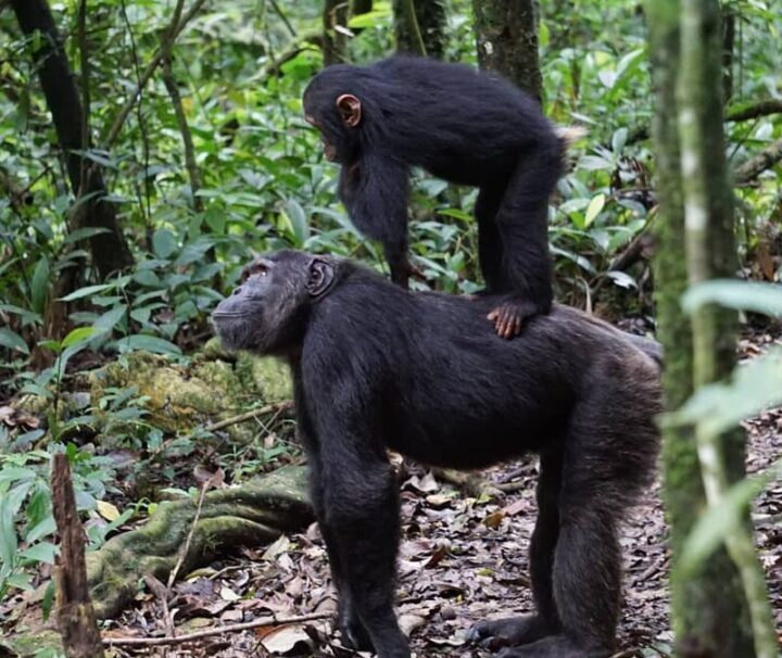 5 Days Uganda Gorilla and Wildlife Safari