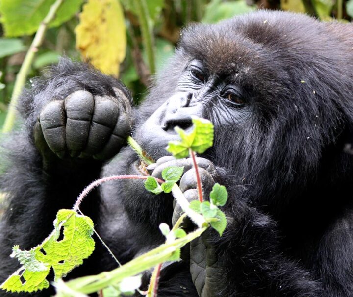 5 days Rwanda gorillas and Akagera wildlife safari