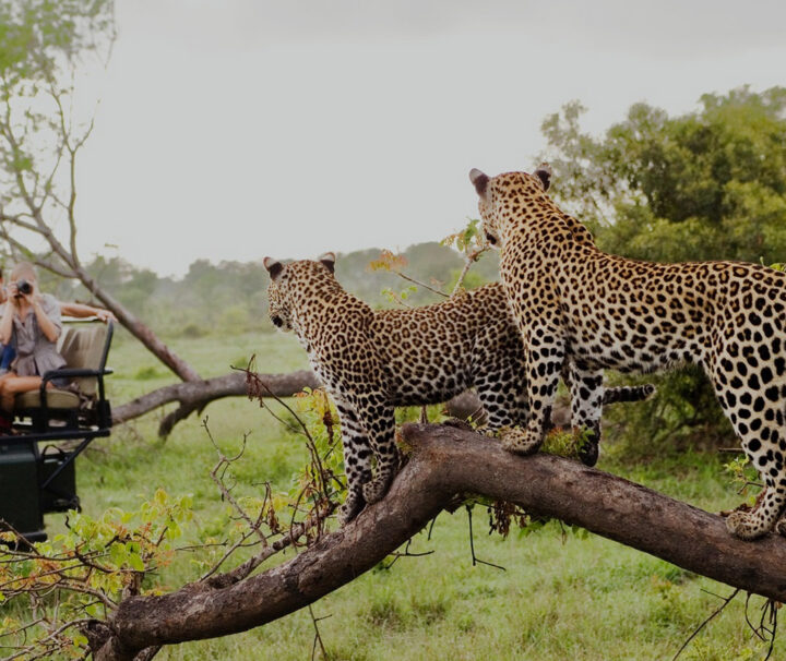 7 Days Kenya Budget Safari & Prices leopards