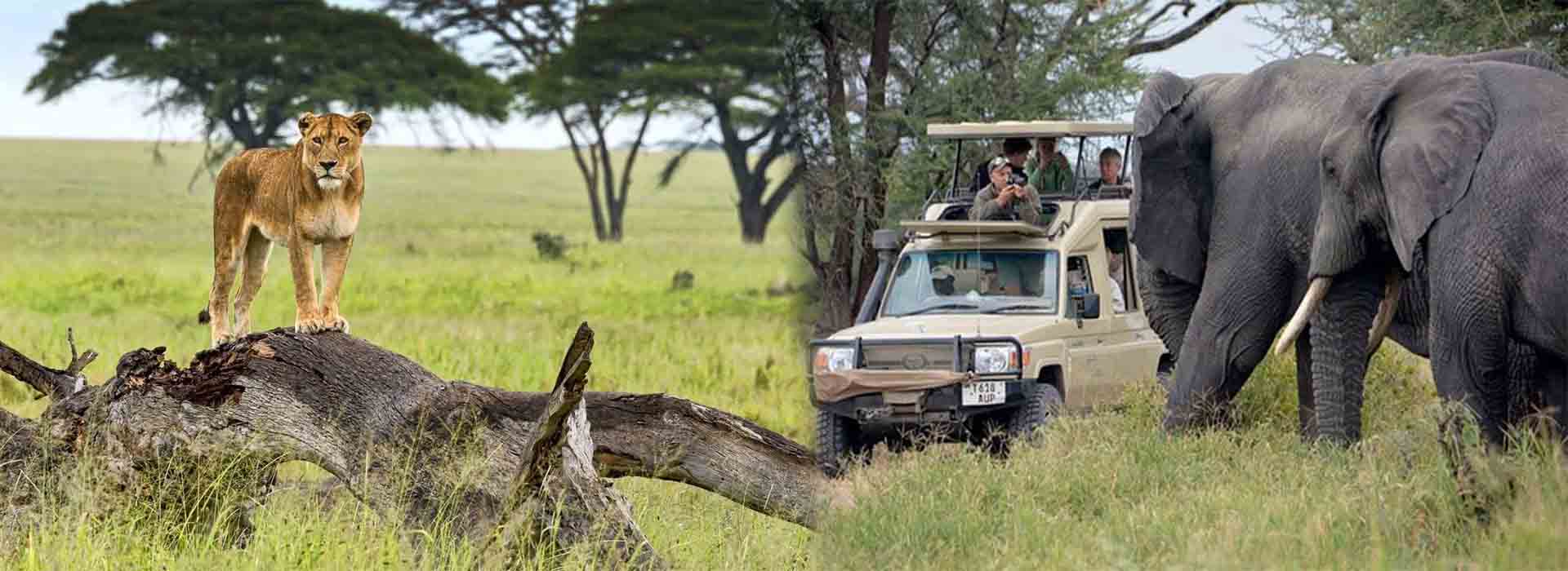 7 Days Uganda At a Glance Safari