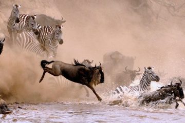 9 Days Kenya and Tanzania Migration safari Tour