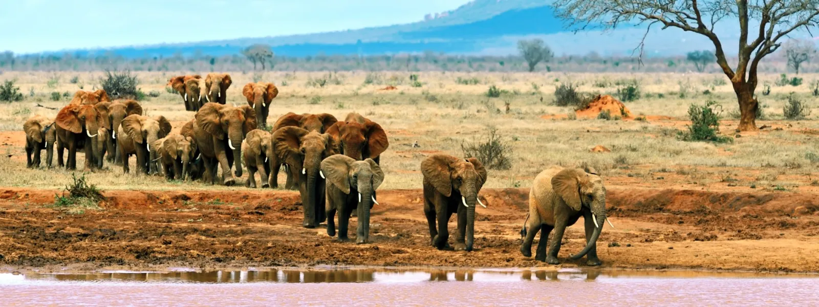 Day Trip: Explore Tsavo East on a Safari from Malindi – Watamu