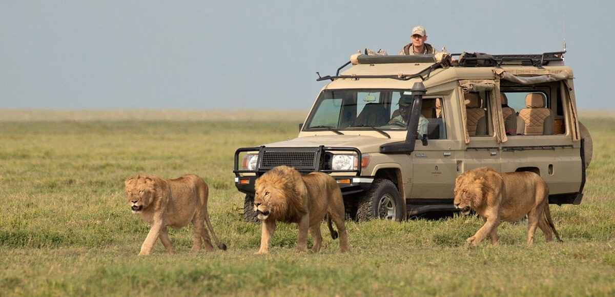 Day Trip Mikumi National Park Safari from Zanzibar