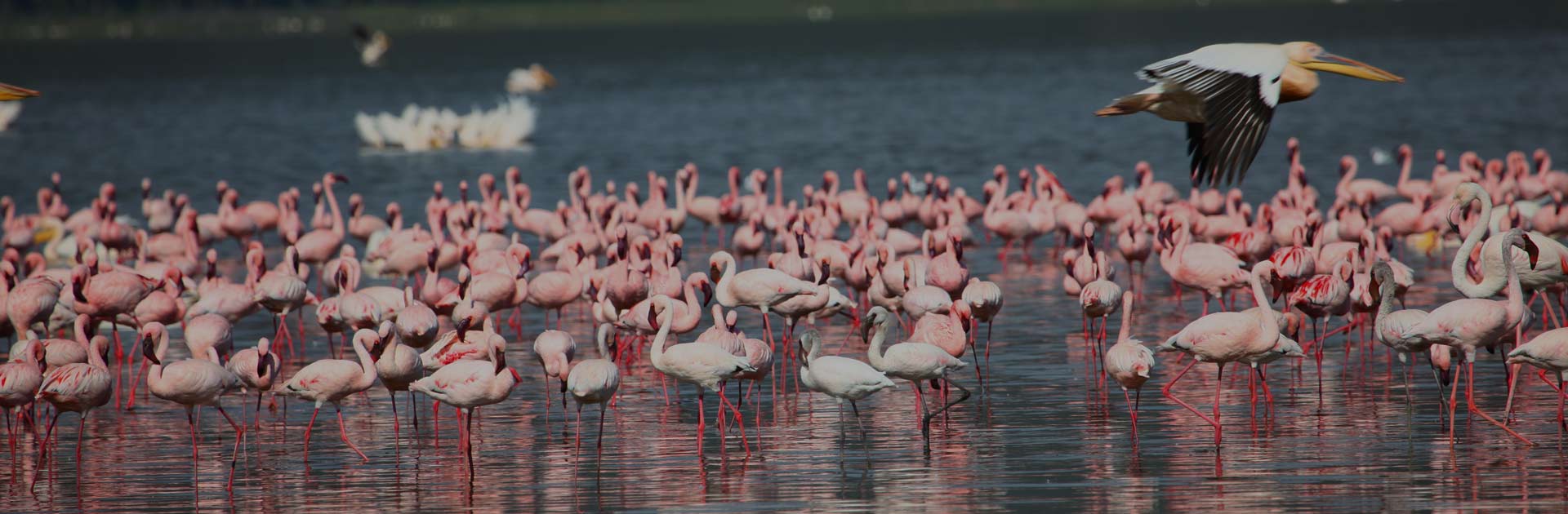 Day Trip to Lake Nakuru