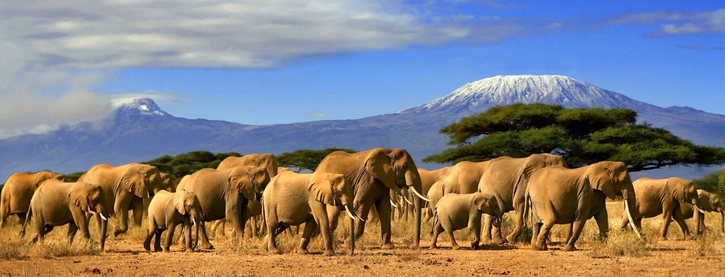 Kenya Safaris