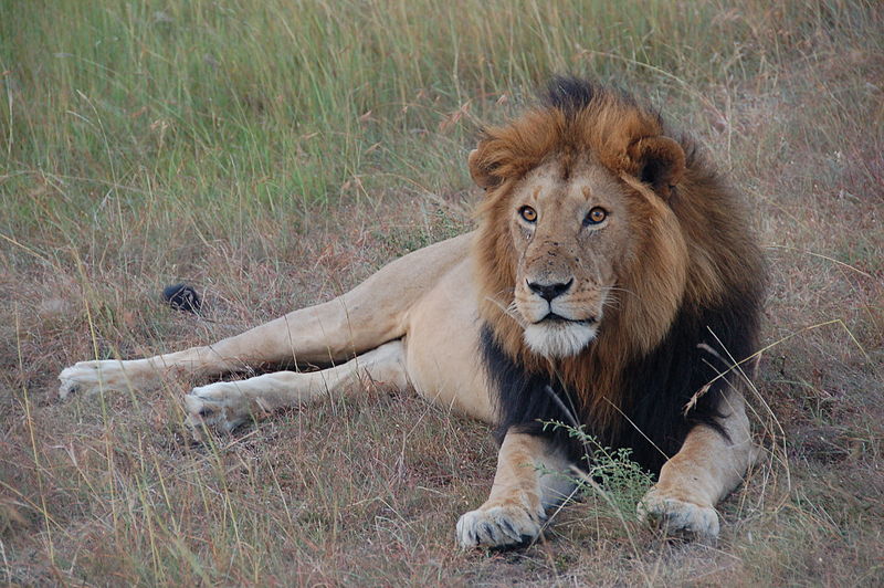 Masai Mara Park Entry Fees 2024