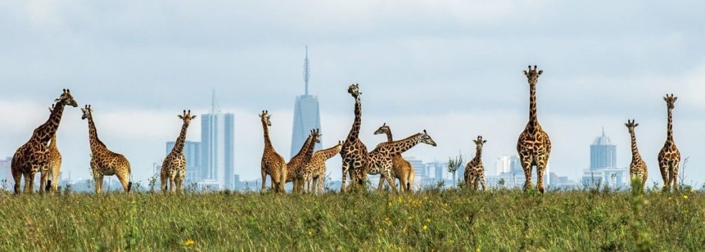 Nairobi Day Trip  Nairobi National Park