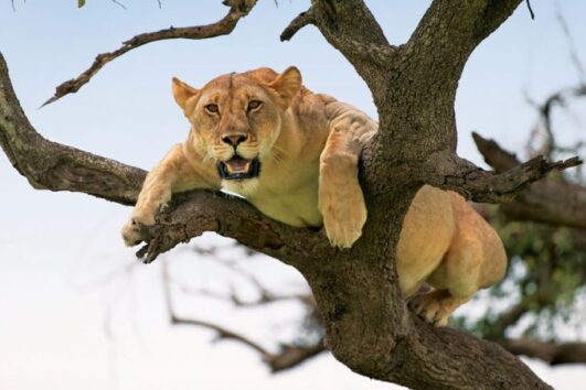 Tree climbing lions ways african safaris