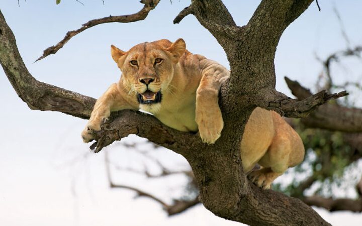 Tree climbing lions ways african safaris