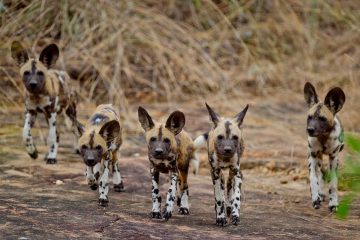 3 Days Southern Tanzania Nyerere (Selous) Safari