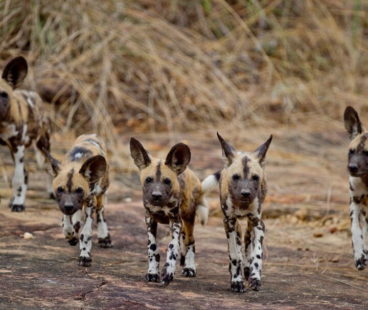 3 Days Southern Tanzania Nyerere (Selous) Safari